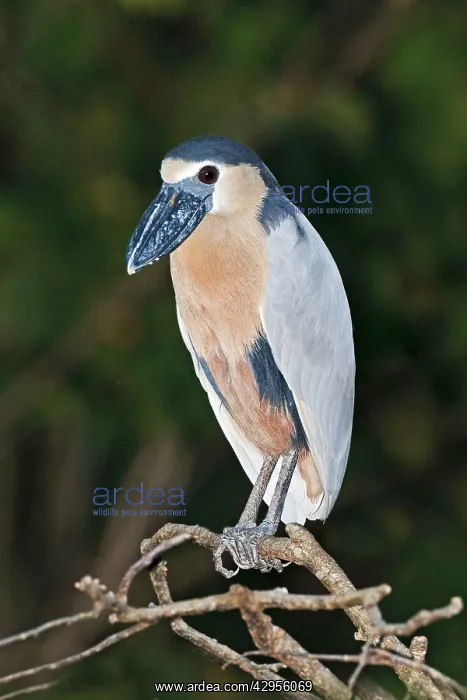 : Boat-billed Heron. Adult : Boat-billed Heron. Adult