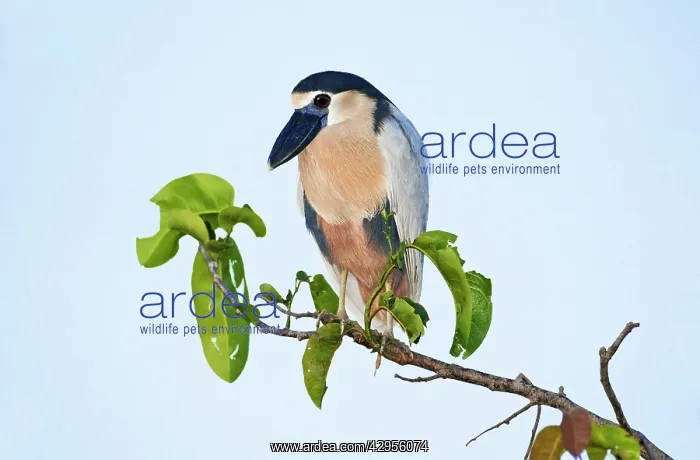 : Boat-billed Heron. Adult : Boat-billed Heron. Adult