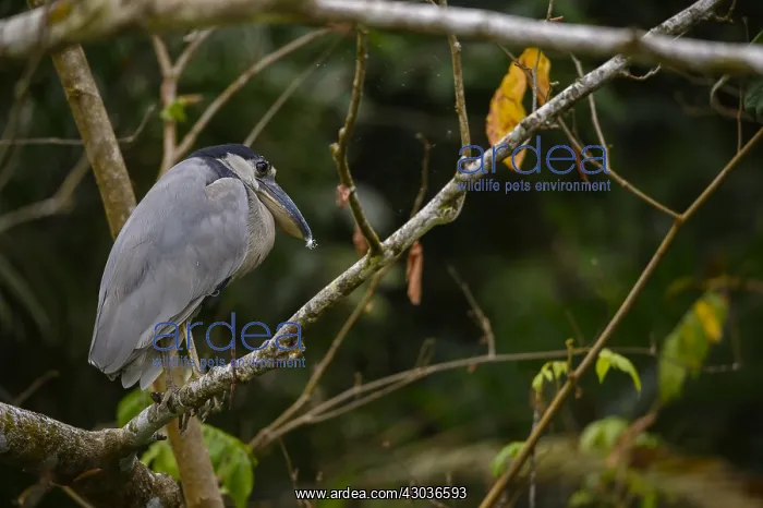 : Boat-billed Heron - Boat-billed Heron perched in : Boat-billed Heron - Boat-billed Heron perched in