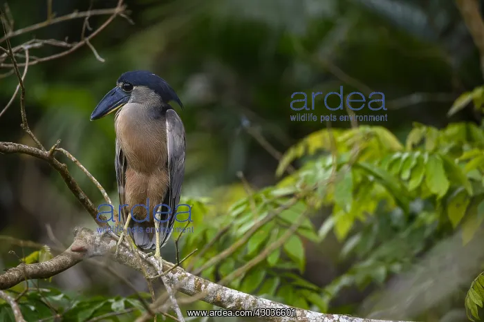 : Boat-billed Heron - Boat-billed Heron perched in : Boat-billed Heron - Boat-billed Heron perched in