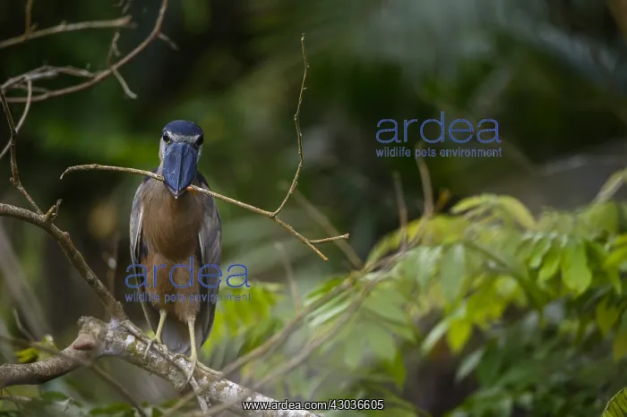: Boat-billed Heron - Boat-billed Heron perched in : Boat-billed Heron - Boat-billed Heron perched in