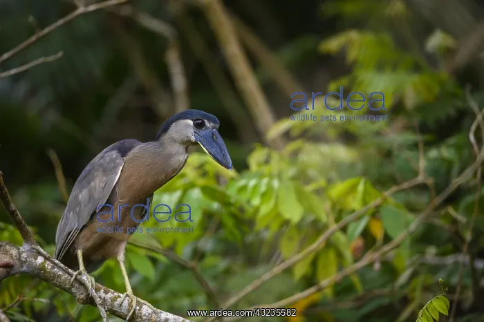 : Boat-billed Heron - Boat-billed Heron perched in : Boat-billed Heron - Boat-billed Heron perched in