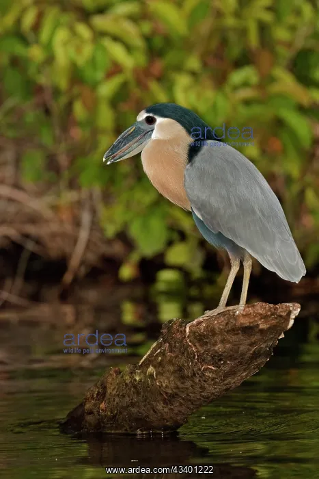 : Boat-billed Heron, Cochlearius cochlearius : Boat-billed Heron, Cochlearius cochlearius