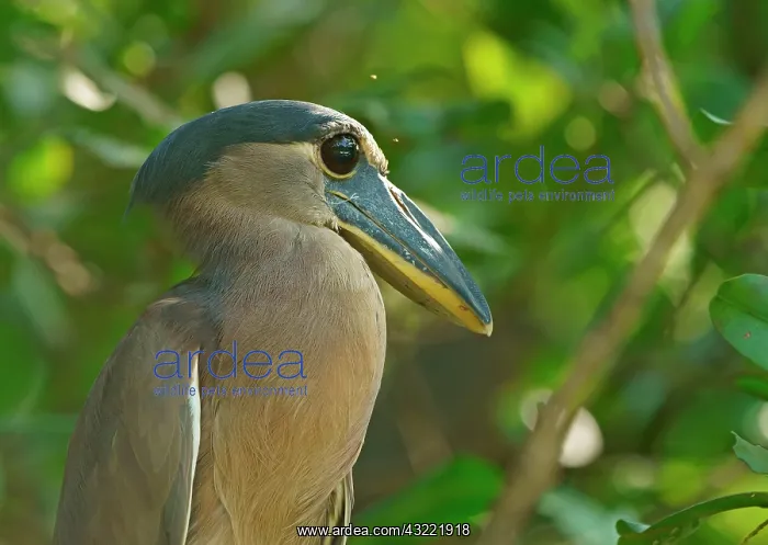 : Boat-billed heron (Cochlearius cochlearius) sits : Boat-billed heron (Cochlearius cochlearius) sits
