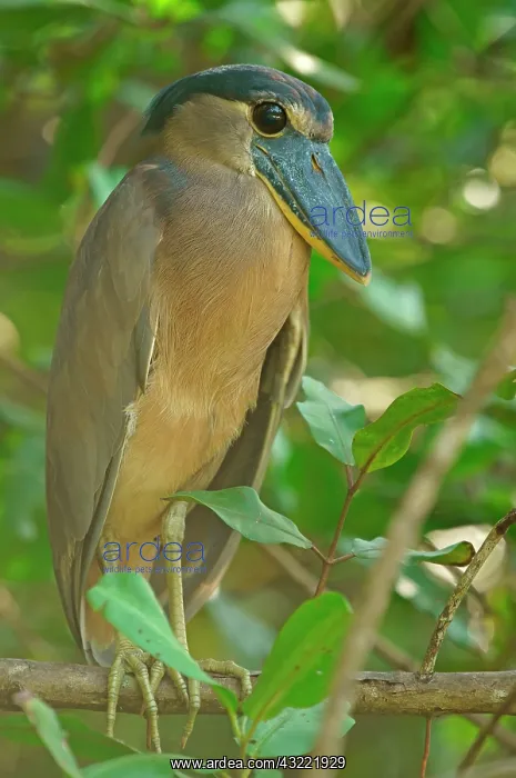 : Boat-billed heron (Cochlearius cochlearius) sitting : Boat-billed heron (Cochlearius cochlearius) sitting