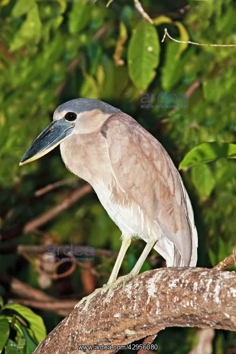 : Boat-billed Heron. Immature : Boat-billed Heron. Immature