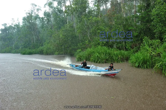 : boat on Sekonyer river with heavy rain : boat on Sekonyer river with heavy rain