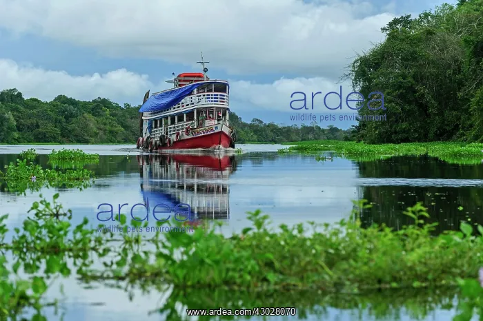 : boat on Solimoes River, flooded forest, Amazon : boat on Solimoes River, flooded forest, Amazon