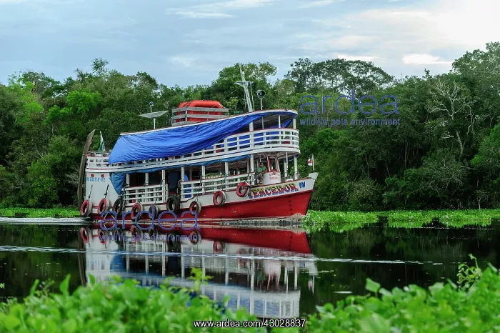 : boat on Solimoes River, flooded forest, Amazon : boat on Solimoes River, flooded forest, Amazon