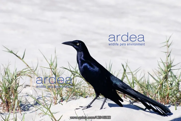 : Boat Tailed Grackle : Boat Tailed Grackle