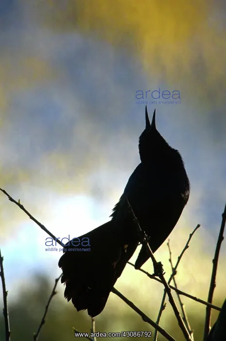 : Boat-tailed Grackle : Boat-tailed Grackle