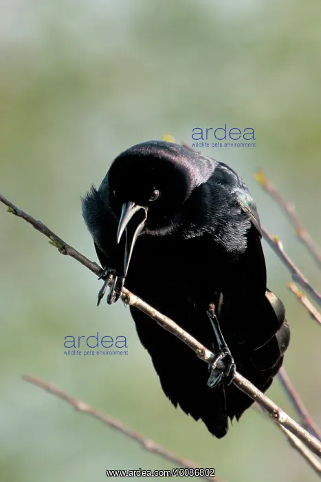 : Boat-tailed Grackle : Boat-tailed Grackle