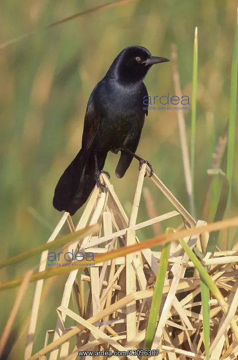 : Boat-tailed Grackle : Boat-tailed Grackle