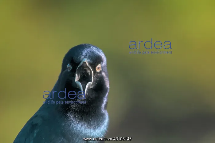 : Boat-tailed Grackle : Boat-tailed Grackle