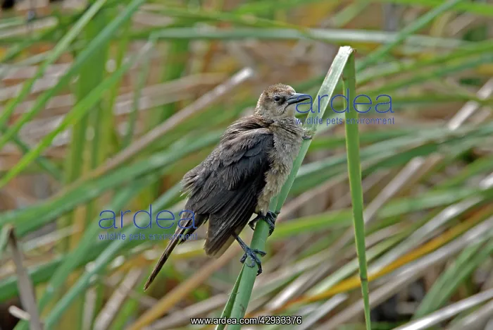 : Boat-tailed Grackle female : Boat-tailed Grackle female