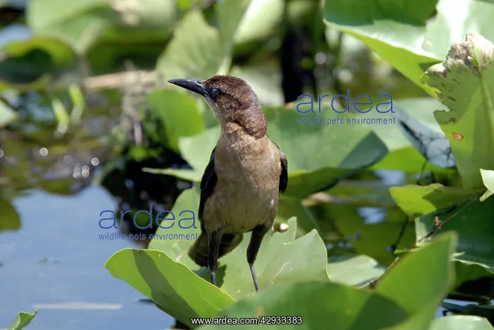 : Boat-tailed Grackle female : Boat-tailed Grackle female