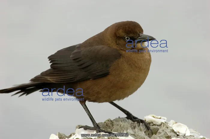 : Boat-tailed Grackle Female : Boat-tailed Grackle Female