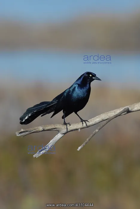 : Boat-tailed Grackle Male : Boat-tailed Grackle Male