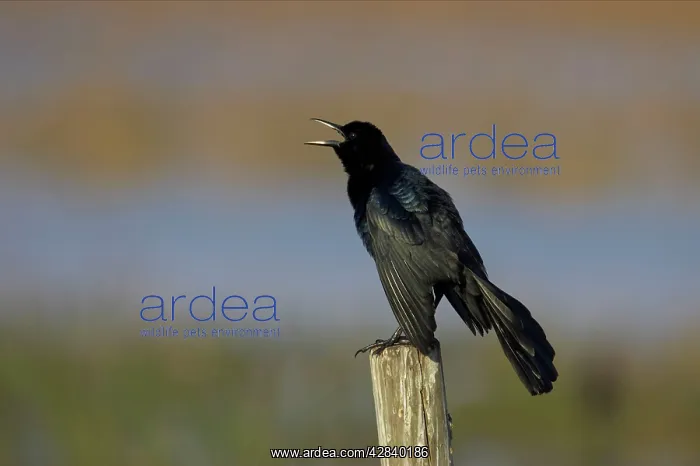 : Boat-Tailed Grackle - male displaying : Boat-Tailed Grackle - male displaying