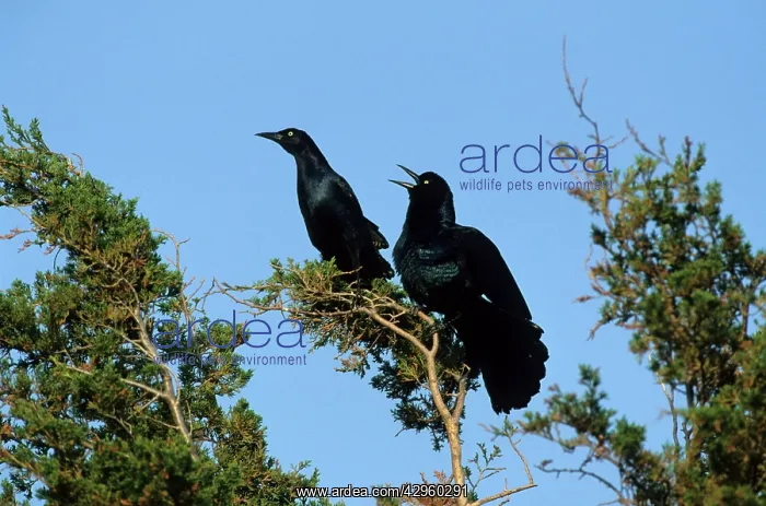 : Boat Tailed Grackle - Male displaying to Rival Male : Boat Tailed Grackle - Male displaying to Rival Male