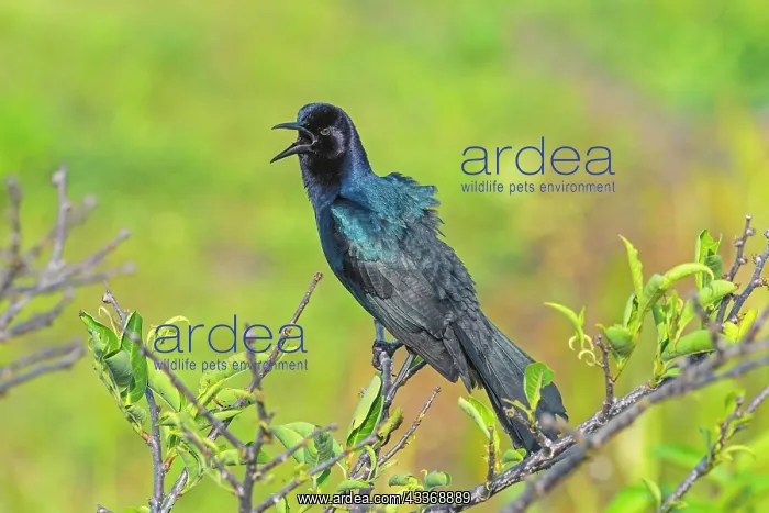 : Boat-tailed Grackle - male singing - (these wetlands : Boat-tailed Grackle - male singing - (these wetlands