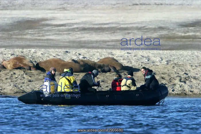 : Boat of tourists watching group of Atlantic / Whiskered : Boat of tourists watching group of Atlantic / Whiskered