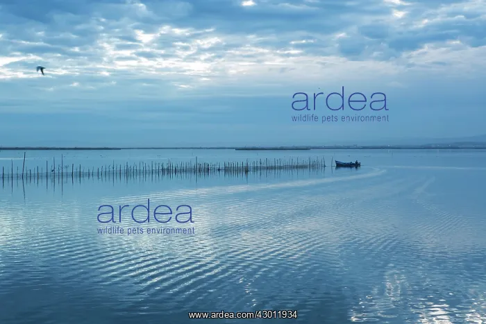 : Boatman in Albufera : Boatman in Albufera
