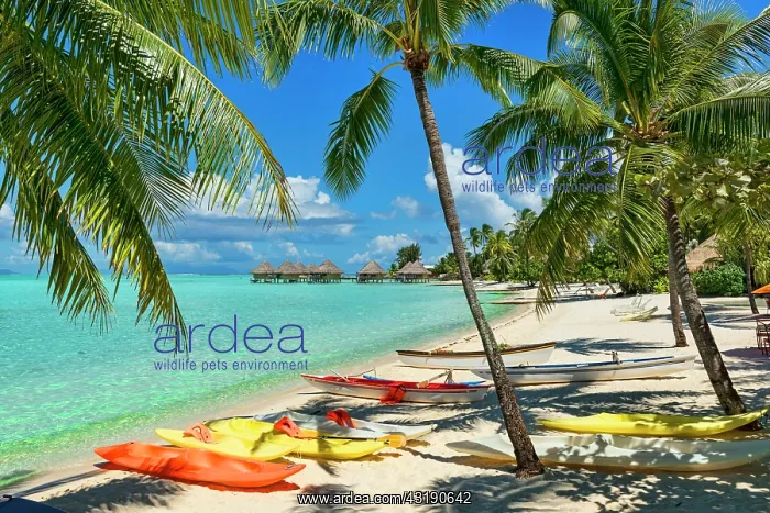 : Boats on the beach under palm trees, South Pacific : Boats on the beach under palm trees, South Pacific