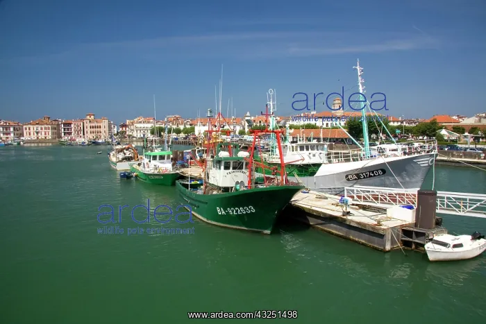: Boats in the harbor at Ciboure, French Basque : Boats in the harbor at Ciboure, French Basque