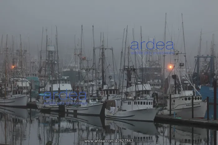 : Boats in Harbor - in fog : Boats in Harbor - in fog