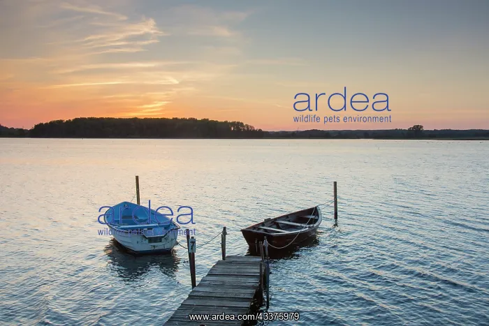 : Boats on the lake at Neustadt in Holstein at sunset : Boats on the lake at Neustadt in Holstein at sunset
