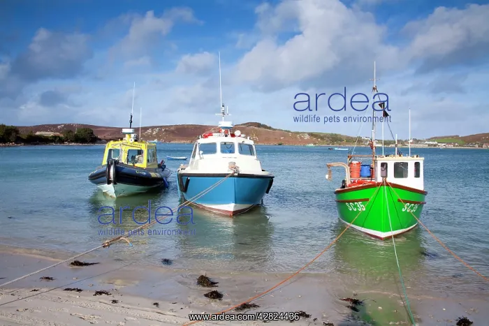 : Boats Moored at Bryher : Boats Moored at Bryher