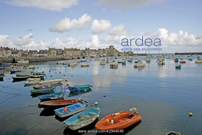 : Boats moored in harbour Honfleur : Boats moored in harbour Honfleur