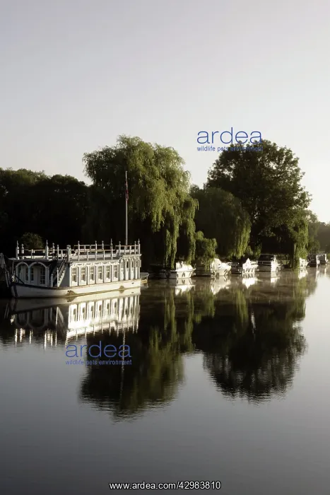 : Boats Moored on the River Thames : Boats Moored on the River Thames