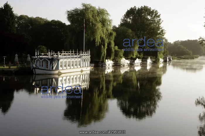 : Boats Moored on the River Thames : Boats Moored on the River Thames