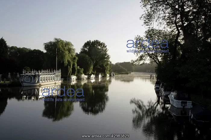 : Boats Moored on the River Thames : Boats Moored on the River Thames