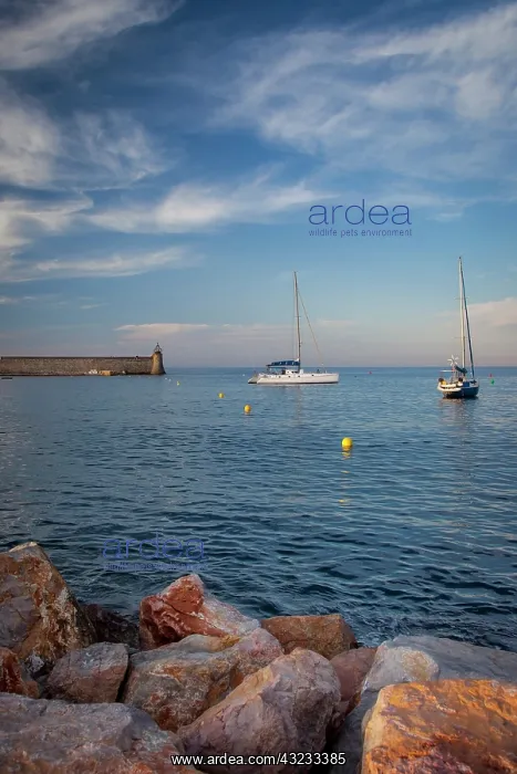 : Boats moored in the tiny harbor of Collioure : Boats moored in the tiny harbor of Collioure