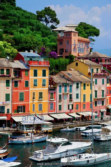 : Boats moored in the tiny harbor of Portofino : Boats moored in the tiny harbor of Portofino