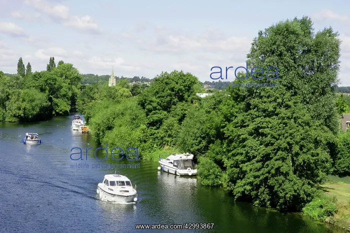 : Boats on The River Thames : Boats on The River Thames