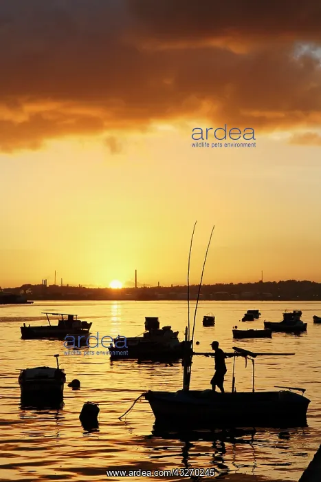 : Boats silhouetted at sunrise, Havana Harbor : Boats silhouetted at sunrise, Havana Harbor