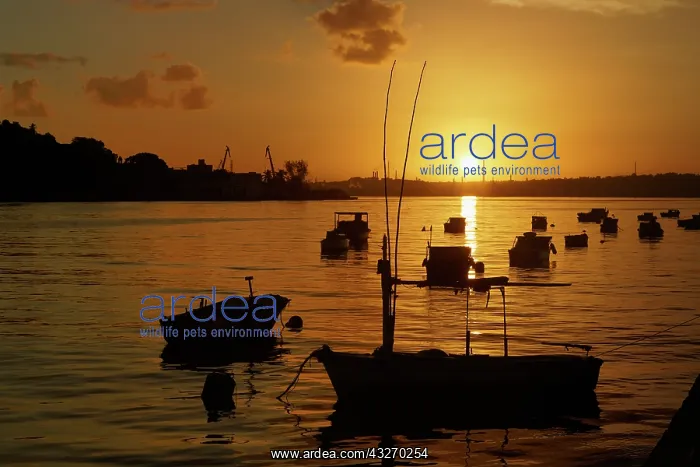  : Boats silhouetted at sunrise, Havana Harbor