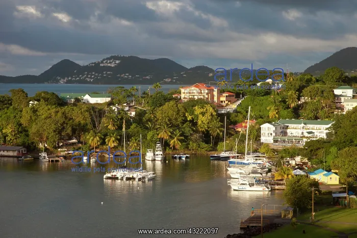 : Boats in the tiny harbor of Castries on : Boats in the tiny harbor of Castries on