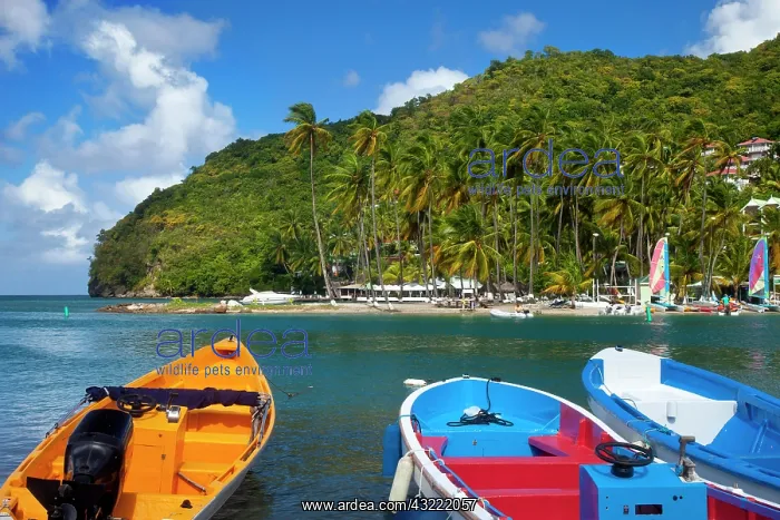 : Boats in the tiny harbor at Marigot Bay : Boats in the tiny harbor at Marigot Bay