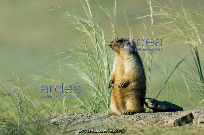 : Bobak / Steppe Marmot - adult : Bobak / Steppe Marmot - adult