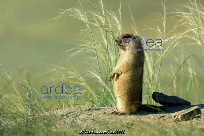 : Bobak / Steppe Marmot - adult : Bobak / Steppe Marmot - adult
