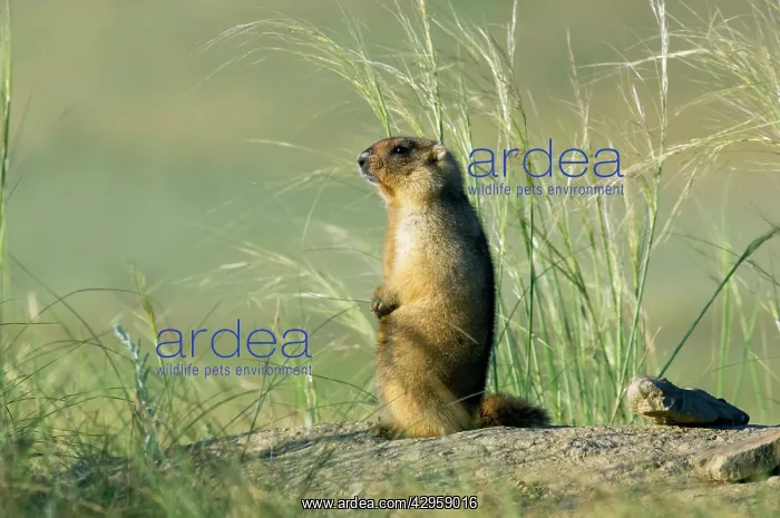 : Bobak / Steppe Marmot - adult - observes and sniffs : Bobak / Steppe Marmot - adult - observes and sniffs