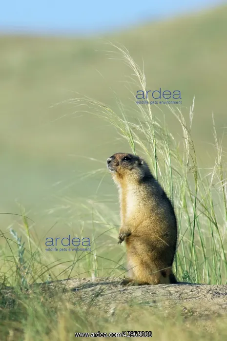 : Bobak / Steppe Marmot - adult - observes surroundings : Bobak / Steppe Marmot - adult - observes surroundings