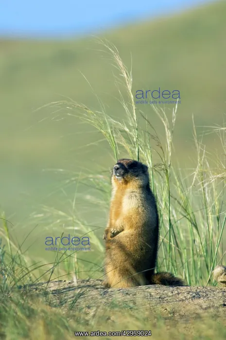 : Bobak / Steppe Marmot - adult - observes surroundings : Bobak / Steppe Marmot - adult - observes surroundings
