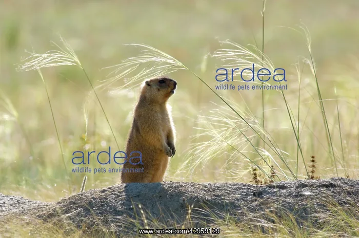 : Bobak / Steppe Marmot - adult - observes surroundings : Bobak / Steppe Marmot - adult - observes surroundings