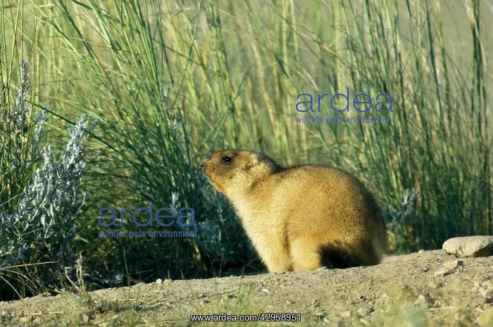 : Bobak / Steppe Marmot - adult, ready for hibernation : Bobak / Steppe Marmot - adult, ready for hibernation